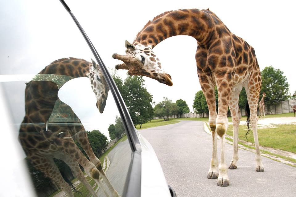 Afrického safari.