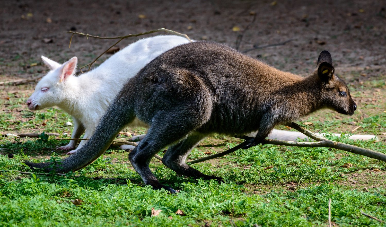 Zoo Zlín slaví 70 let.