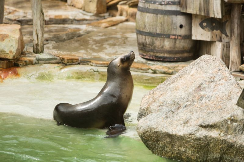 Šestiletá samička lachtana Luna, kterou zlínská zoologická zahrada získala z Německa.