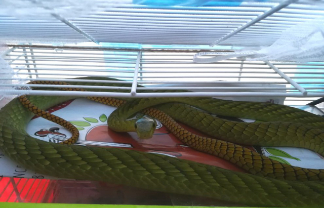 Mamba zelená.