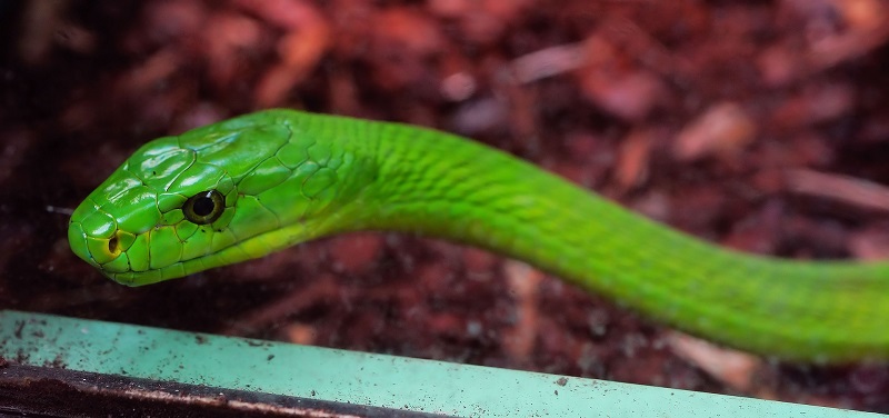 Smrtelně jedovatá mamba zelená je stále "na útěku".