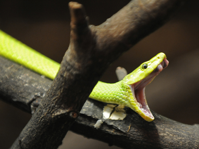 Mamba zelená.