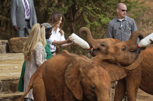 Melania Trumpová krmila slůňata.