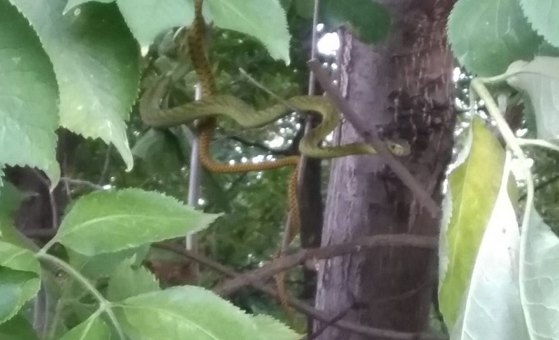 Mamba byla objevena v zahrádkářské osadě nedaleko místa, ze kterého unikla.