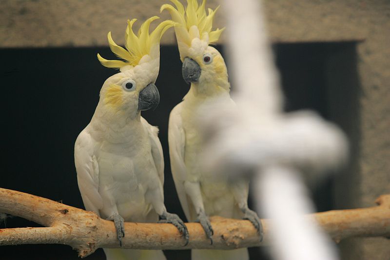Papouščí zoo v Bošovicích. Papouščí zoo v Bošovicích.