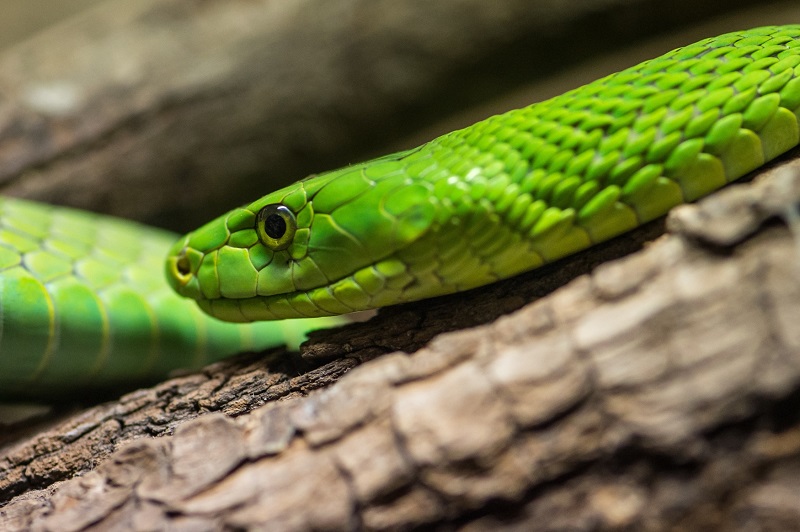 Mamba zelená. 