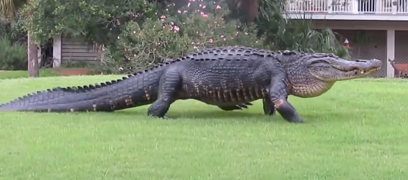 Gigantický krokodýl Chubbs.
