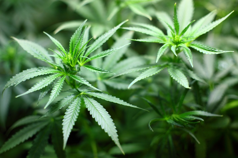 Po legalizaci marihuany jde konopí v Kanadě na dračku.