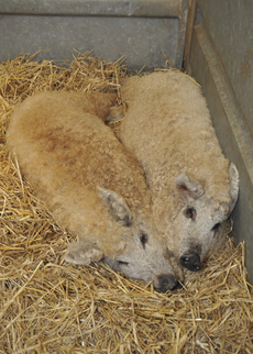 Vepři mangalica jsou proslulí svým sádlem.