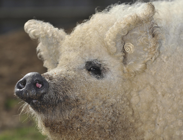 Vzácný maďarský vepř rasy mangalica.