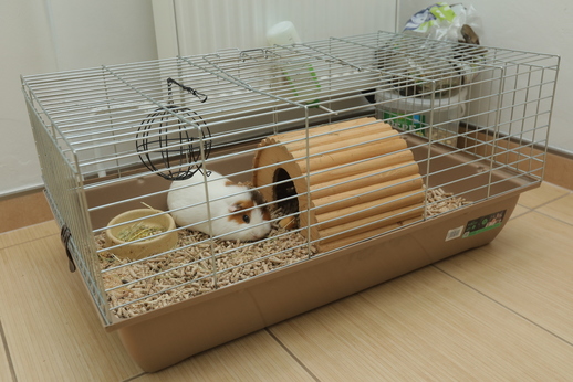 Domácí mazlíček.