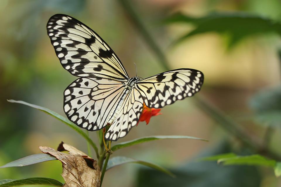 Nová expozice Zoo Plzeň.