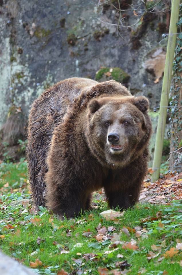 Medvědí samice Helga ze Zoo Děčín.