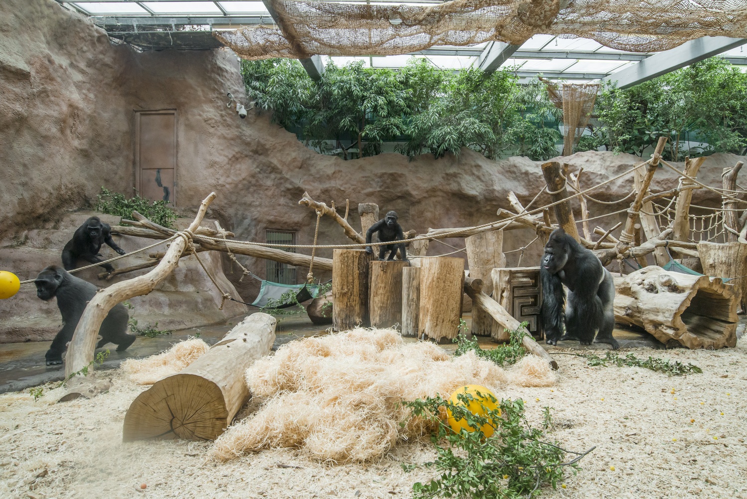 Pražská zoo navýší finance na podporu ohrožených zvířat v přírodě. Pražská zoo navýší finance na podporu ohrožených zvířat v přírodě.