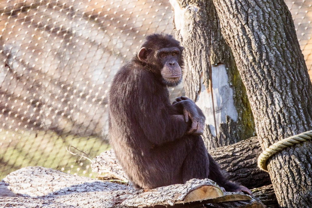 Nový šimpanzí samec v Zoo Ostrava.