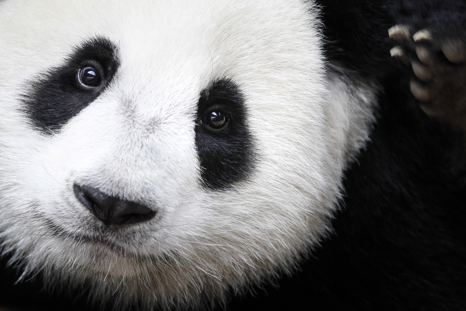 Panda velká, ilustrační fotografie. 