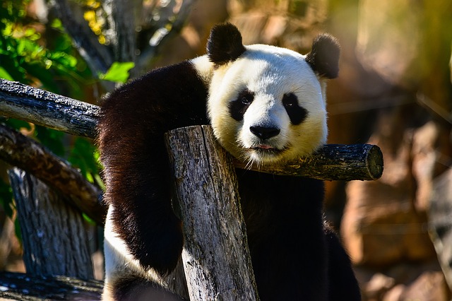 Dočkají se Pražané konečně pandy? Dočkají se Pražané konečně pandy?