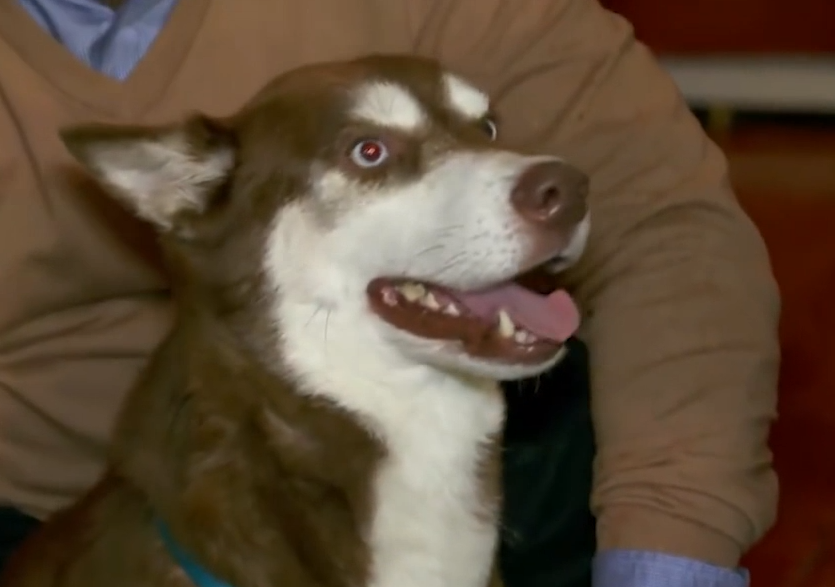 Husky Sinatra.