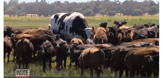 Obrovská kráva z Austrálie. Obrovská kráva z Austrálie.