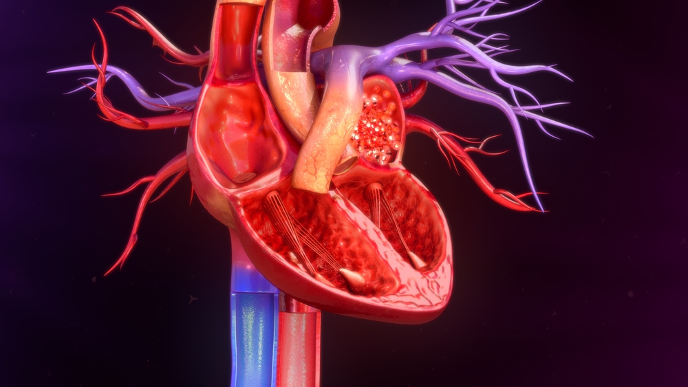 Anatomie lidského srdce (ilustrační foto). Anatomie lidského srdce (ilustrační foto).
