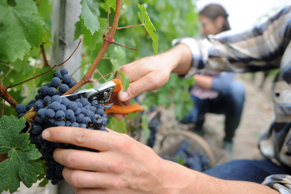 Bohemia Sekt chce rozšířit plochy vinic na 620 hektarů. Bohemia Sekt chce rozšířit plochy vinic na 620 hektarů.