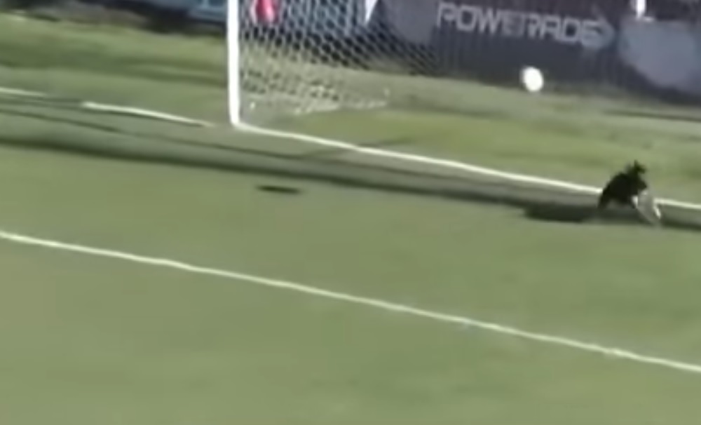 Pes v roli brankáře. Pes v roli brankáře.