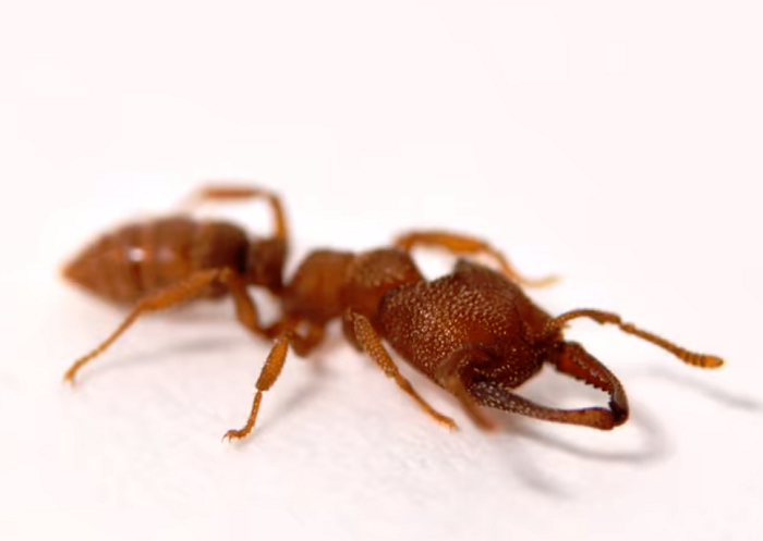 Mravenci druhu Mystrium camillae. Mravenci druhu Mystrium camillae.