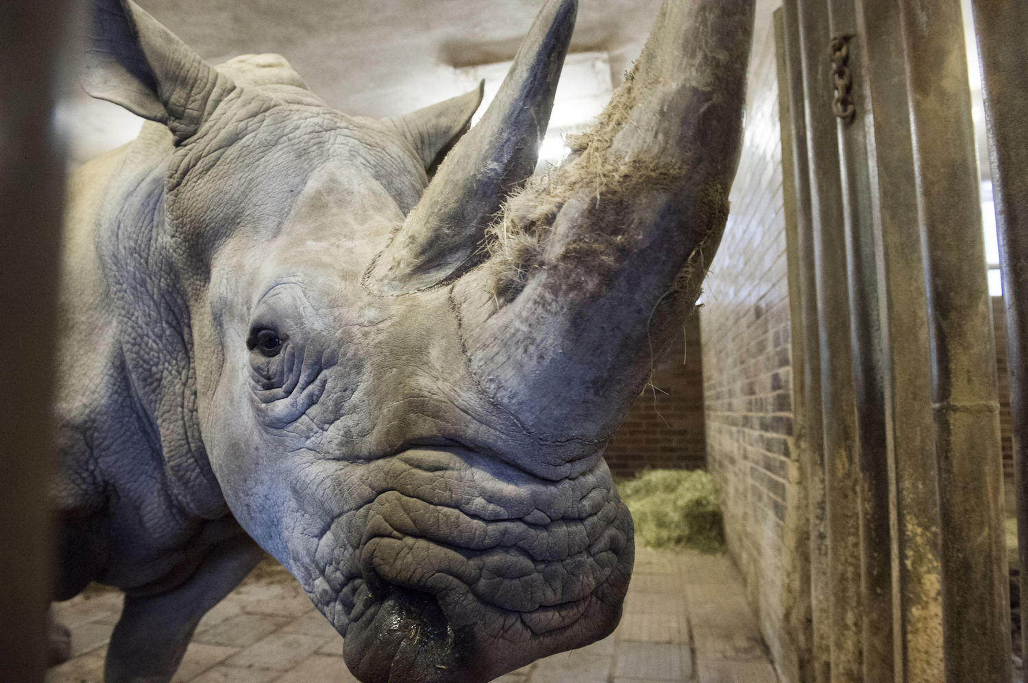 V Zoo Dvůr Králové se narodilo mládě vzácného nosorožce dvourohého. V Zoo Dvůr Králové se narodilo mládě vzácného nosorožce dvourohého.