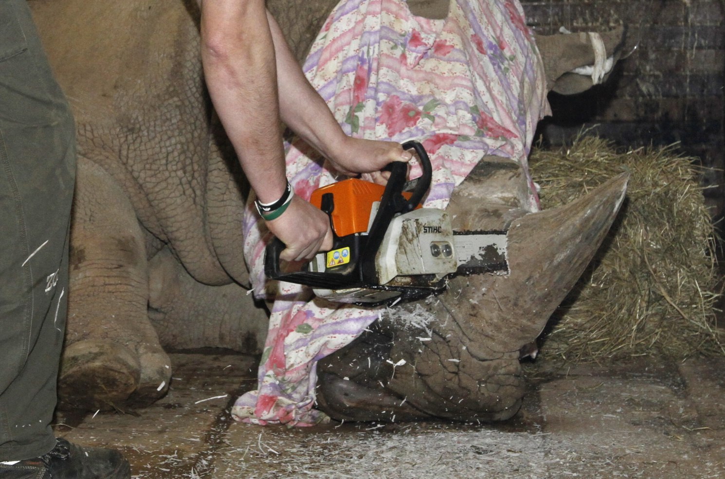 Preventivní řezání rohu nosorožce tuponosého v zoologické zahradě (ilustrační foto).