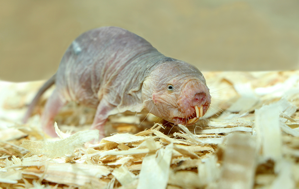 Plzeňská zoo chová jako jediná zahrada v ČR hlodavce rypoše lysé. Plzeňská zoo chová jako jediná zahrada v ČR hlodavce rypoše lysé.