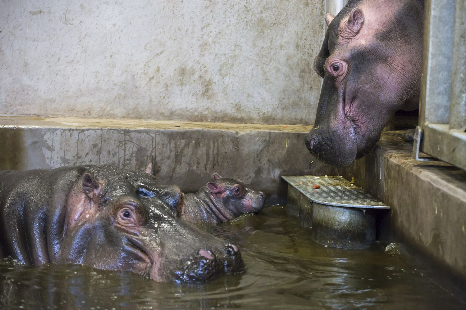 V ZOO Dvůr Králové se po 29 letech narodilo mládě hrocha.