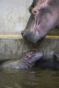 Mládě hrocha v ZOO Dvůr Králové.