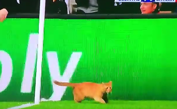 Kočka na utkání v Istanbulu. 