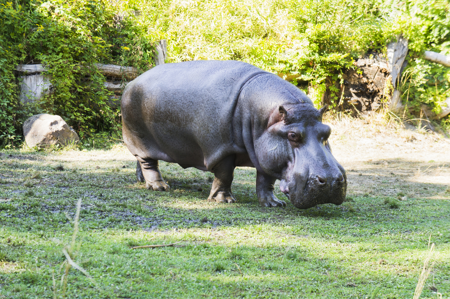 V Ostravě v 51 letech uhynul hroch Honza, nejstarší obyvatel zoo.