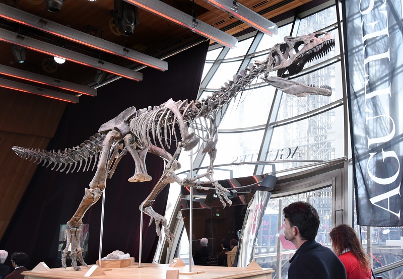 Kostra dinosaura dlouhá téměř devět metrů se v Paříži vydražila za 2,4 milionu dolarů (54 milionů korun).