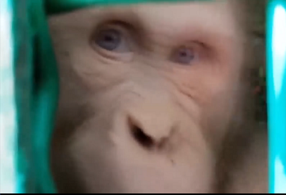 Albínského orangutana čeká úplně nový život.