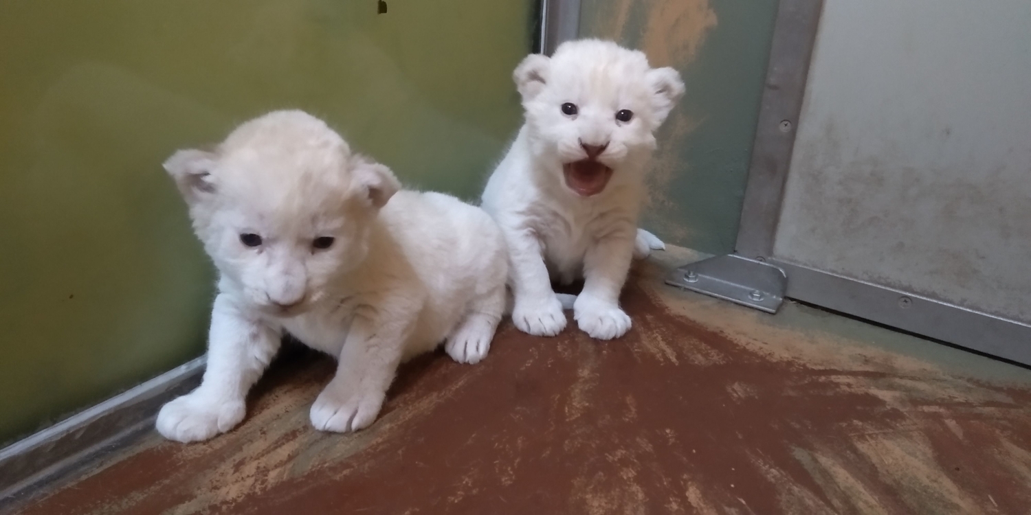 V hodonínské zoo se narodila dvě lvíčata, mají se k světu.