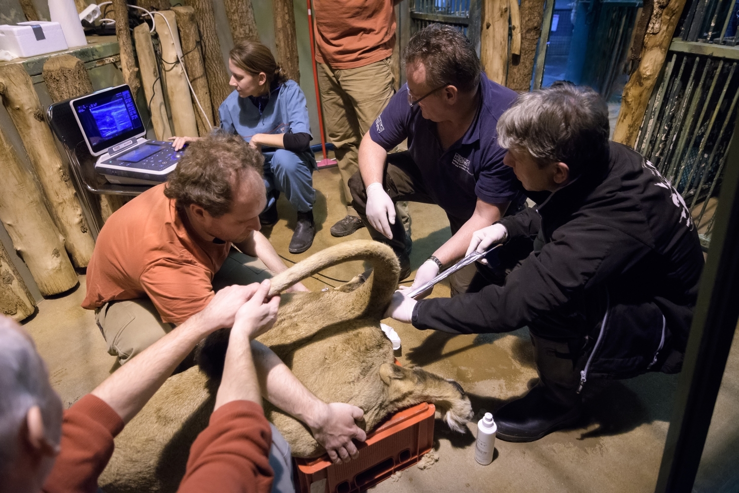Veterináři v pražské zoo uměle oplodnili samici lva indického.