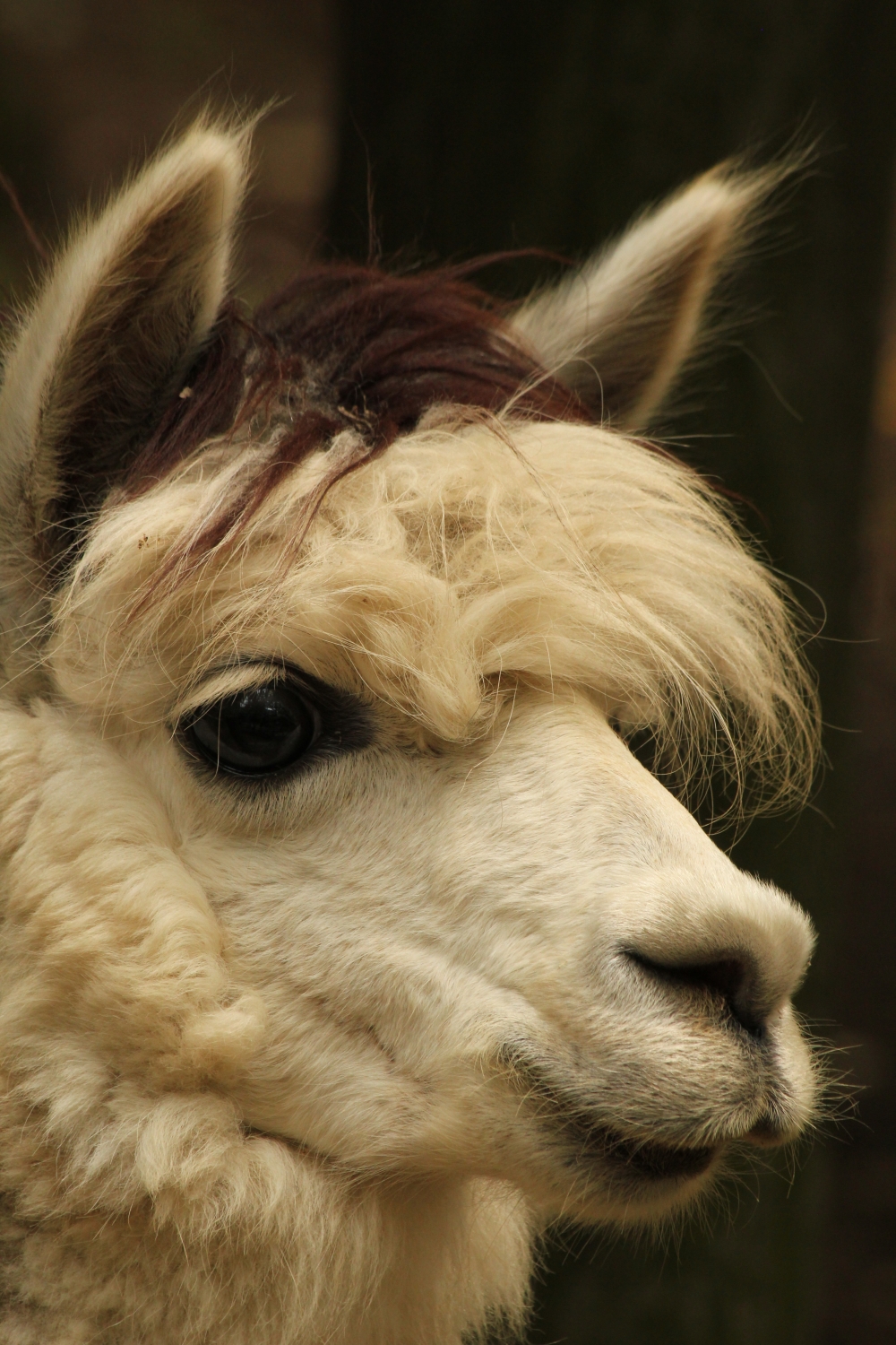 Lama alpaka narozená v Zoo Brno 8. prosince 2018.