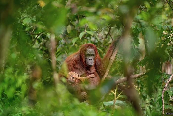 Fotografií roku a vítězem zatím posledního ročníku soutěže se stal snímek Lukáše Zemana, který podle něj zachycuje samici orangutana s umírajícím potomkem na Borneu.