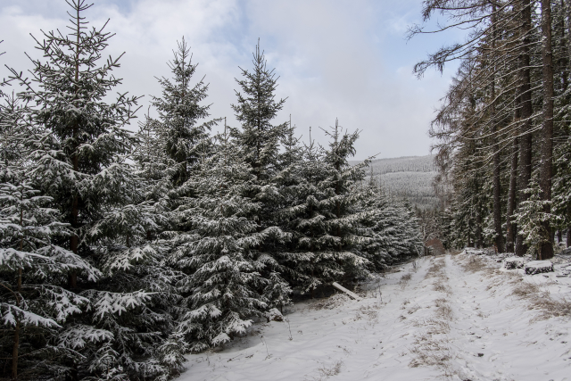 Krkonošské smrky (ilustrační foto).