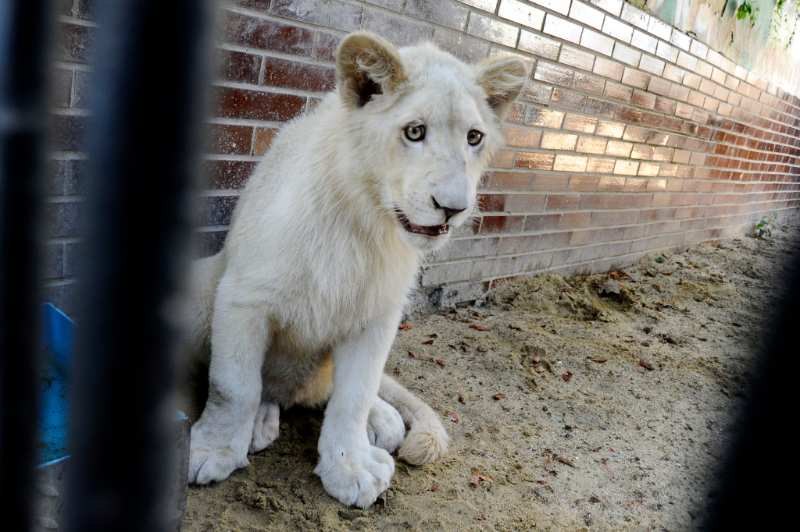 Lvíče v hodonínské zoo. 