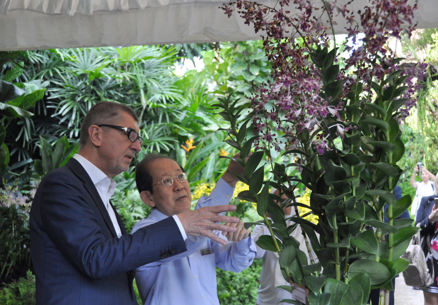 V singapurské botanické zahradě podle Babiše pojmenovali orchidej