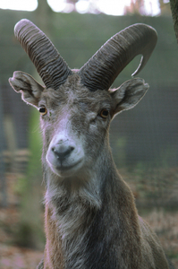 Urial bucharský.