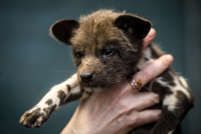 Psi hyenoví patří mezi africké šelmy ohrožené vyhubením. 