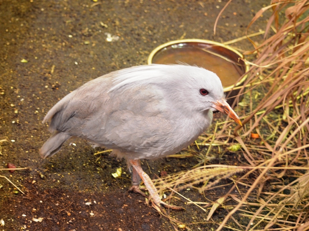 Kagu chocholatý.
