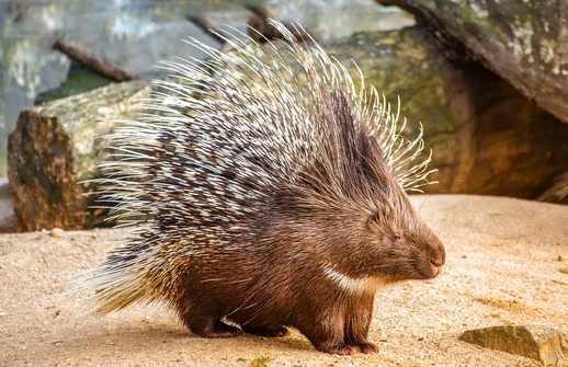 Dikobraz.