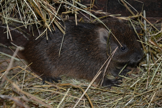 V děčínské zoo se narodila mláďata přísně chráněného hlodavce hutie kubánské.