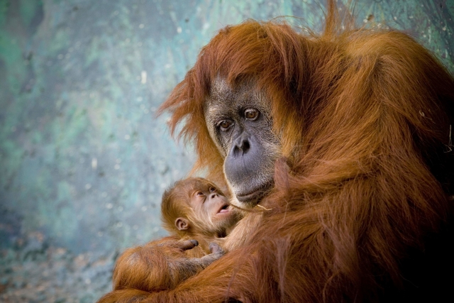 Orangutan sumaterský.