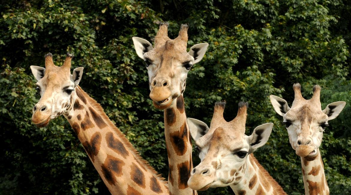 V olomoucké zoo musela být utracena žirafa Zaira, nejstarší ze stáda.